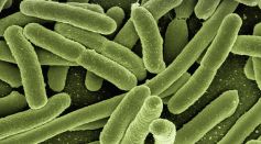 Gut Bacteria