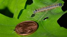 Gypsy moth infests forest near Leipzig