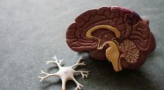 Human Brain Model