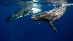 humpback whales