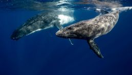 humpback whales
