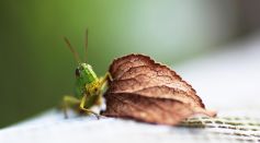 Insect