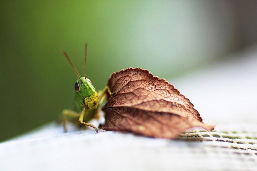 Insect