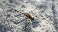 Insect