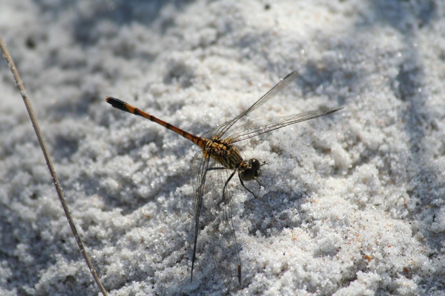 Insect
