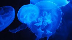 Jellyfish