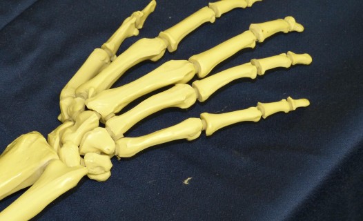 Joint