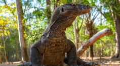 komodo dragon