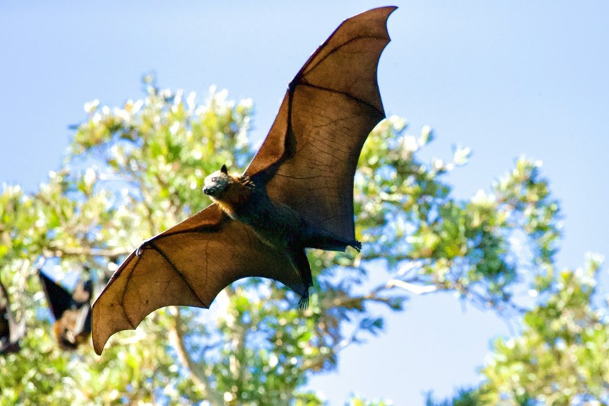 Large Bat Flying