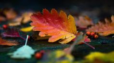 Leaves