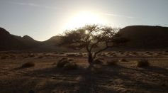 A Lone Tree in the Middle of Desert