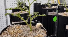 To maintain root hydration in a substrate with poor structure 