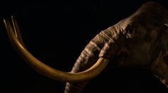Mammoth