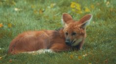 Maned Wolf