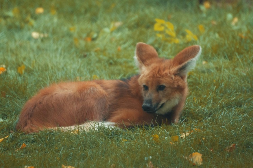 Maned Wolf