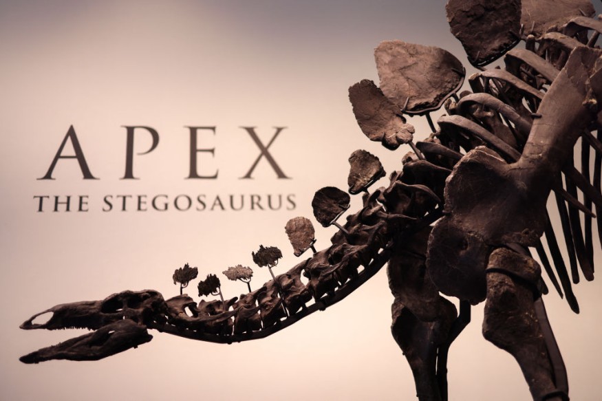 Meet ‘Apex’: American Museum’s Most Complete Stegosaurus Dinosaur Specimens Ever 