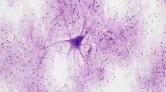 Neuron Illustration