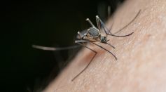 New Fabrication Design of Triboelectric Nanogenerators Provides Better Performance in Preventing Mosquito-Borne Diseases
