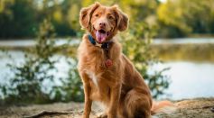 Nova Scotia Duck Tolling Retriever