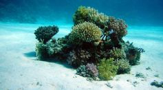 Ocean Floor