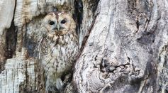Owl Camouflage