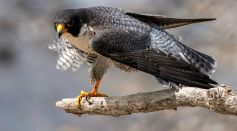 peregrine falcon