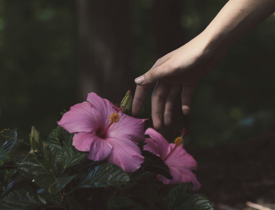 Person Touching Flowers