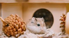 Pet Hamster 