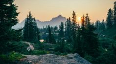 Pine Trees Near a Mountain