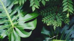 Plants
