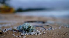 Plastic Trash on Beach