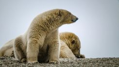 polar bears