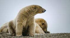 polar bears