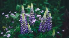 Purple Plants