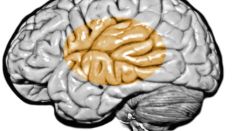 Quantum Material With Non-Local Interaction Simulates Brain Function, Holds Key in Creating Efficient Human-Like Computers 