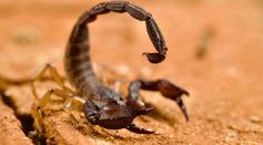 Scorpion