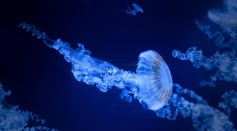 Sea Life