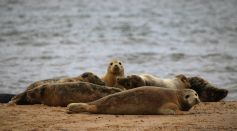 seals