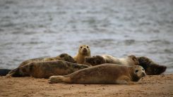 seals