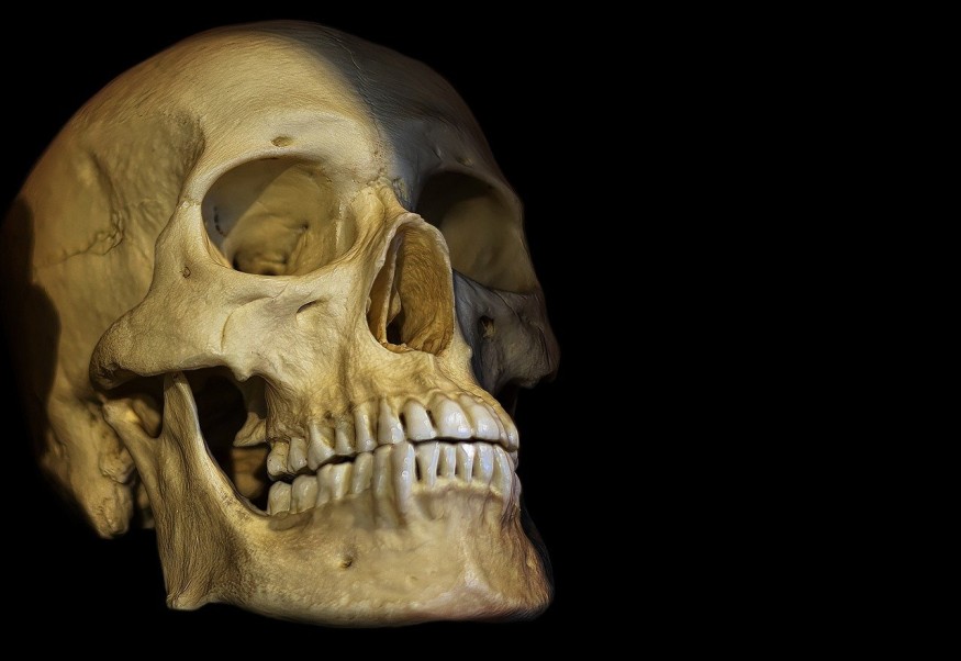 skull