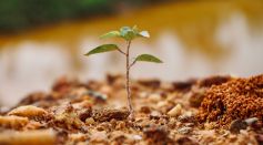Small Plant