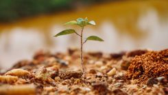 Small Plant 