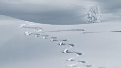 Snow