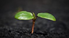 Soil