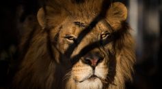 Thirty Three Former Circus Lions Are Airlifted Back To South African Sanctuary