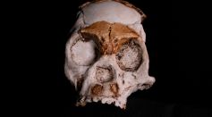 TOPSHOT-SAFRICA-SCIENCE-ANTHROPOLOGY-PALAEONTOLOGY