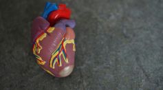 Toy Model of a Human Heart