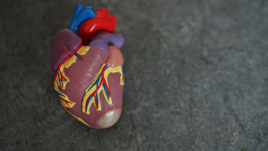 Toy Model of a Human Heart