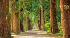 Trees