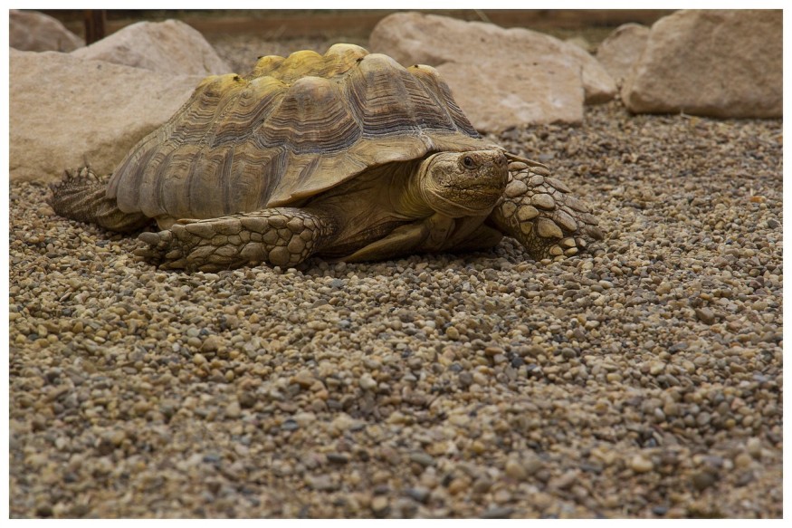 Turtle